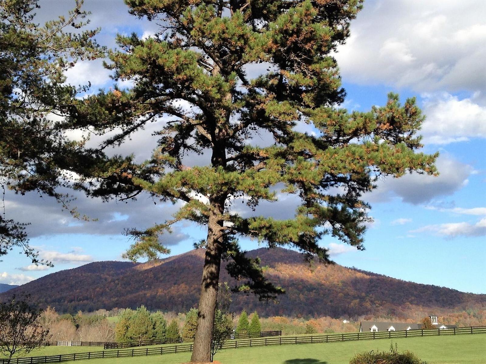 Montfair Resort Farm Crozet Zimmer foto
